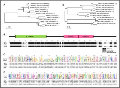 Regulation of secondary growth by poplar BLADE-ON-PETIOLE genes in Arabidopsis
